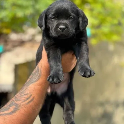 Labrador puppies for sale in Vijayawada