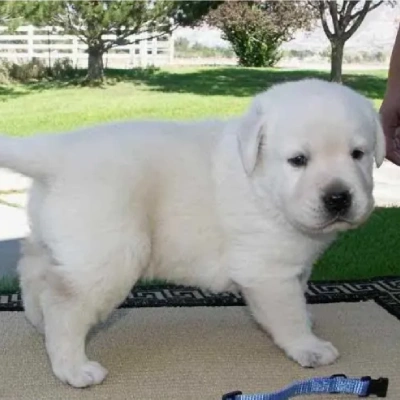 Labrador puppies for sale in Bikaner