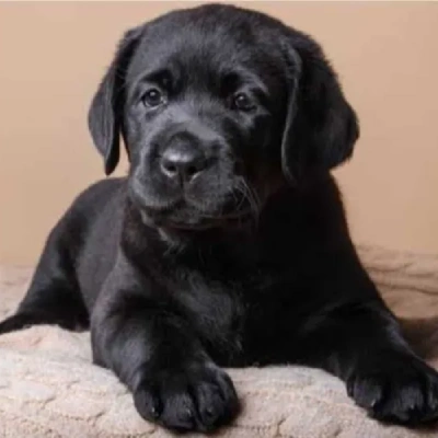 Labrador puppies for sale in Kota