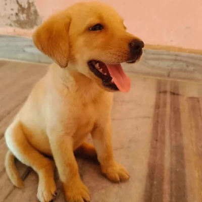 Labrador puppies for sale in Gurgaon