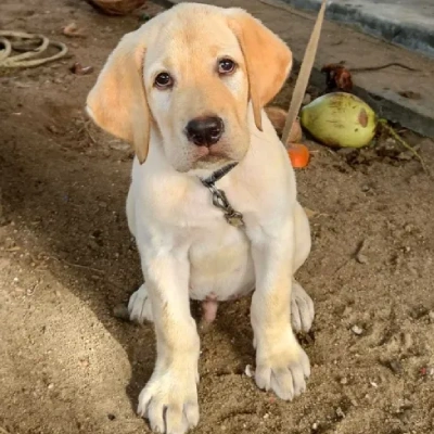 Labrador puppies for sale in Jodhpur