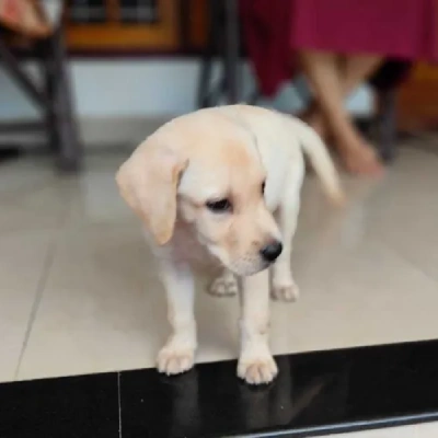 Labrador puppies for sale in Ajmer