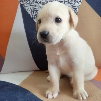 Labrador puppies for sale in Jodhpur