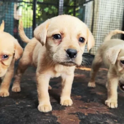 Labrador puppies for sale in Jodhpur