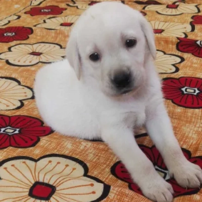 Labrador puppies for sale in Ajmer