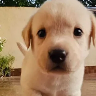 Labrador puppies for sale in Vijayawada