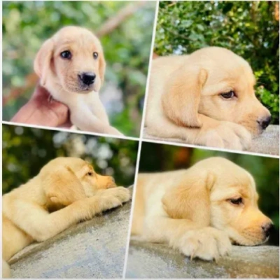 Labrador puppies for sale in Vijayawada