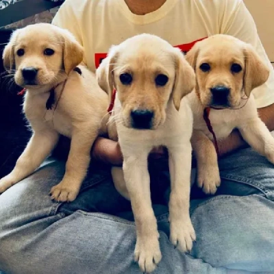 Labrador puppies for sale in Vijayawada