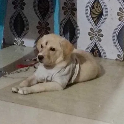 Labrador puppies for sale in Vijayawada