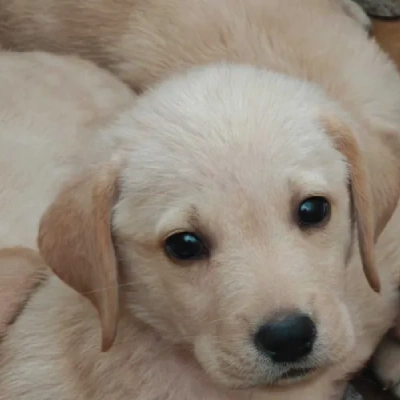 Labrador puppies for sale in Vijayawada