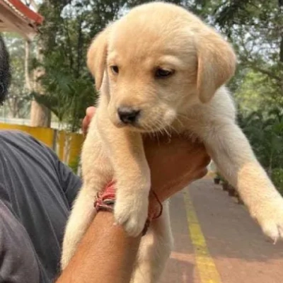 Labrador puppies for sale in Gurgaon