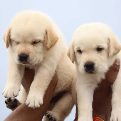 Labrador puppies for sale in Bikaner