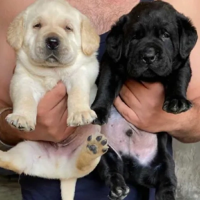 Labrador puppies for sale in Kota