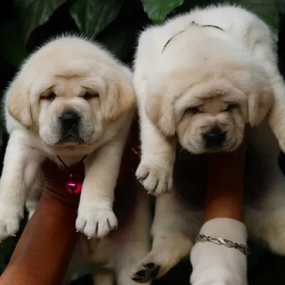 Labrador puppies for sale in Visakhapatnam