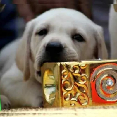 Labrador puppies for sale in Udaipur