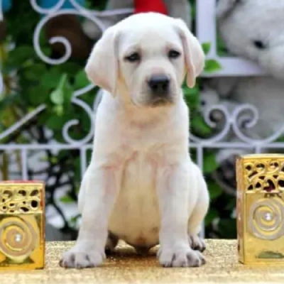 Labrador puppies for sale in Bikaner