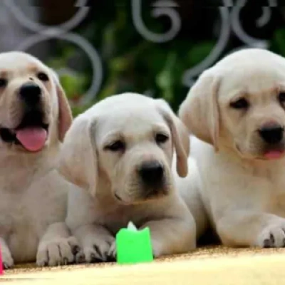 Labrador puppies for sale in Ajmer