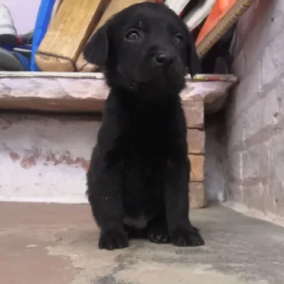 Labrador puppies for sale in Jodhpur