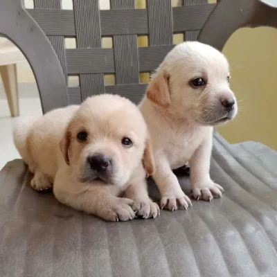 Labrador puppies for sale in Visakhapatnam