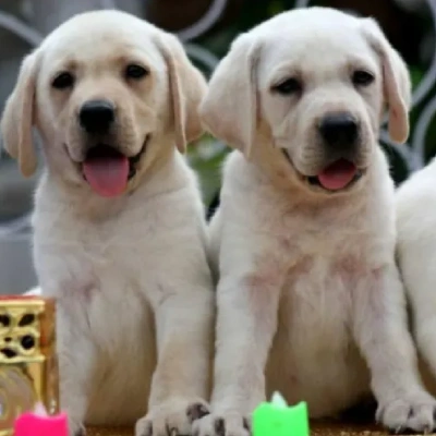 Labrador puppies for sale in Visakhapatnam