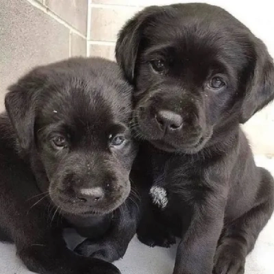 Labrador puppies for sale in Gurgaon