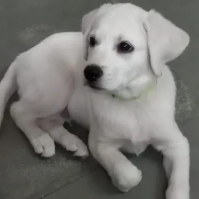 Labrador puppies for sale in Gurgaon