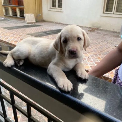 Labrador puppies for sale in Kota