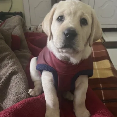 Labrador puppies for sale in Vijayawada