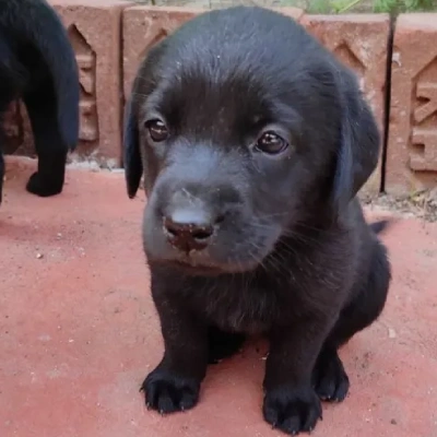 Labrador puppies for sale in Vijayawada