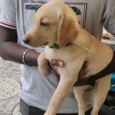 Labrador puppies for sale in Gurgaon