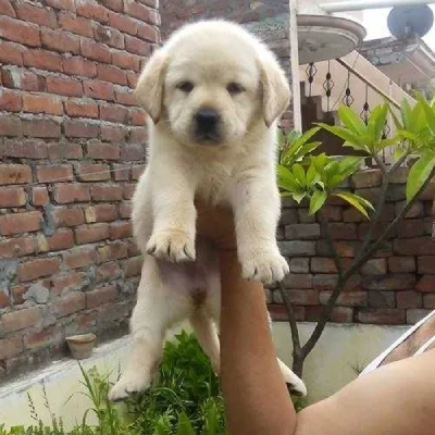 Labrador puppies for sale in Jodhpur