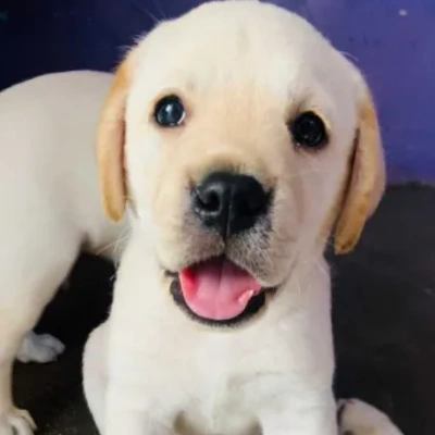 Labrador puppies for sale in Visakhapatnam