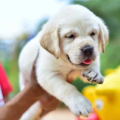 Labrador puppies for sale in Bikaner