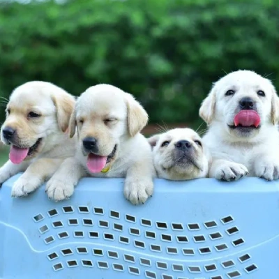 Labrador puppies for sale in Vijayawada