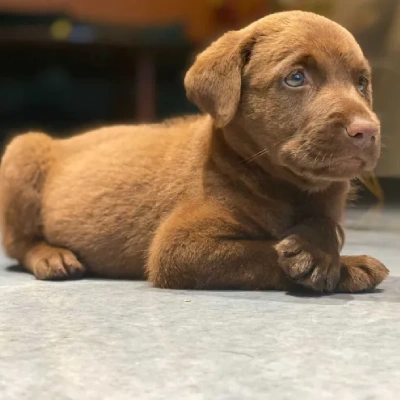 Labrador puppies for sale in Vijayawada