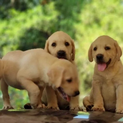 Labrador puppies for sale in Vijayawada