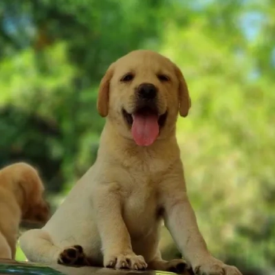 Labrador puppies for sale in Vijayawada