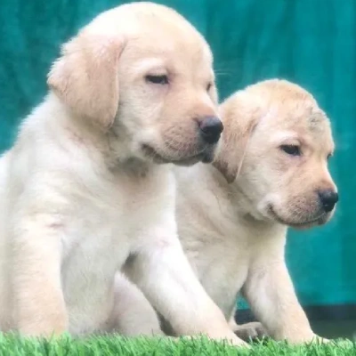 Labrador Retriever puppies for sale