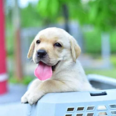 Labrador puppies for sale in Ajmer