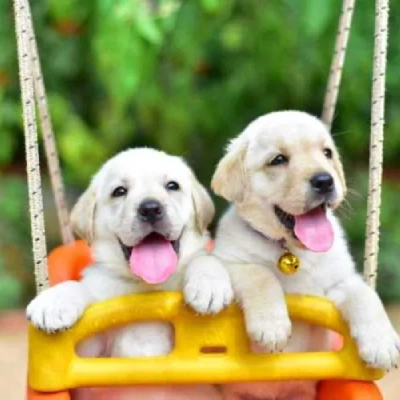 Labrador puppies for sale in Visakhapatnam