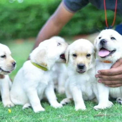 Labrador puppies for sale in Vijayawada