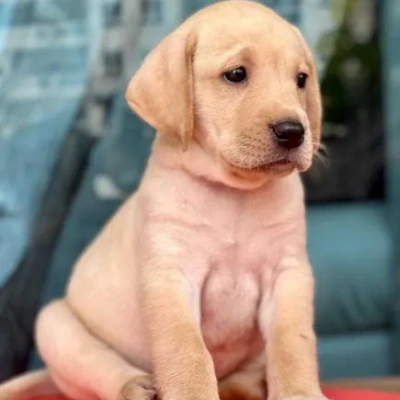 Labrador puppies for sale in Gurgaon