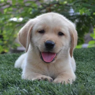 Labrador puppies for sale in Vijayawada