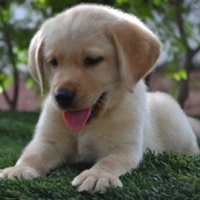 Labrador puppies for sale in Jaipur