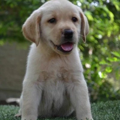 Labrador puppies for sale in Ajmer