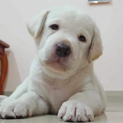 Labrador puppies for sale in Ajmer