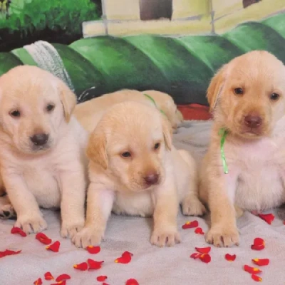 Labrador puppies for sale in Ajmer