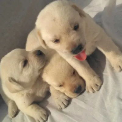 Labrador puppies for sale in Kota