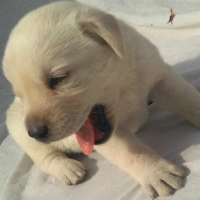 Labrador puppies for sale in Ajmer