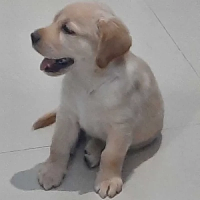 Labrador puppies for sale in Gurgaon